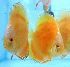 Golden Marlboro Discus Fish - 2 inch Golden Marlboro Discus Fish - 2 inch